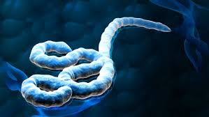 Ebola: Italia phát hiện trường hợp nghi nhiễm đầu tiên