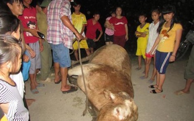 Bò 'điên' sổng chuồng, tấn công người đi đường