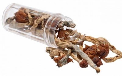 Thuốc gây ảo giác chiết xuất từ nấm giúp cai nghiện thuốc lá
