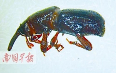 'Gấu bông oải hương' chứa côn trùng gây hại