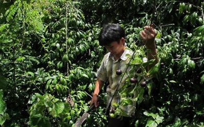 Cẩn trọng với loại quả rừng Hồng Trâu