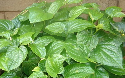 Dùng lá lốt trị đau mắt đỏ có thể làm bỏng giác mạc