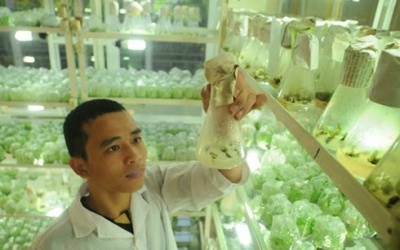 Việt Nam chi nửa tỷ USD nhập hạt giống rau mỗi năm