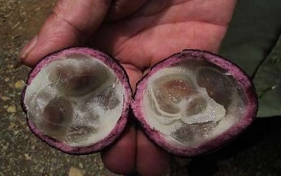 Xác định độc tố gây ngộ độc trong quả Hồng Trâu