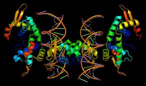 Cấy gene quyết định khả năng ghi nhớ của người cho chuột