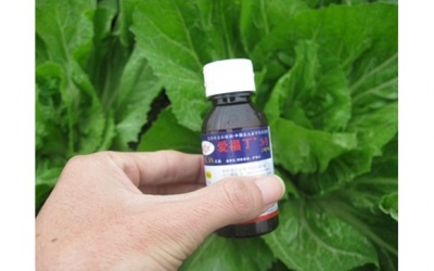 Rau ngâm chất kích thích tăng trưởng ''lớn nhanh như thổi''