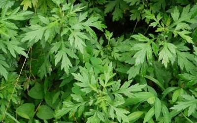 Ngải cứu - Rau ăn, vị thuốc quý