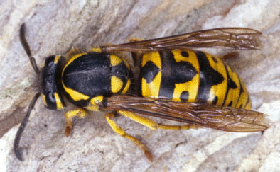 1 bé tử vong vì ong vò vẽ đốt