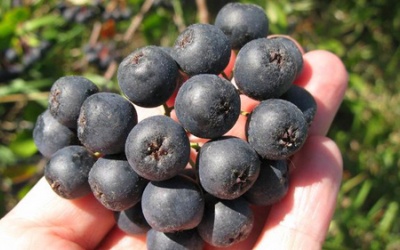 Dâu dại có thể đẩy lùi ung thư?