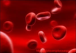 Bệnh máu trắng tại Việt Nam xuất hiện ngày càng nhiều