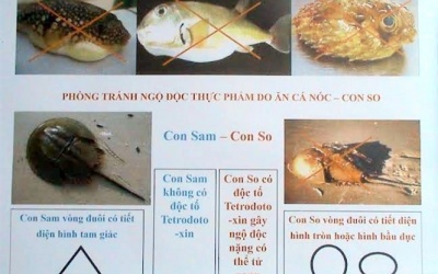 Cảnh báo hải sản có độc tố cao gây chết người