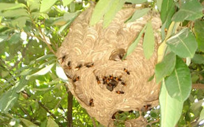 Hiểm họa chết người từ ong vò vẽ