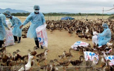 TP.HCM: Chủ động ngăn chặn cúm A/H5N6 lây sang người