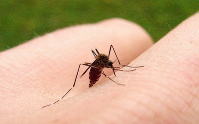 Bùng phát dịch sốt xuất huyết tại Trung Quốc