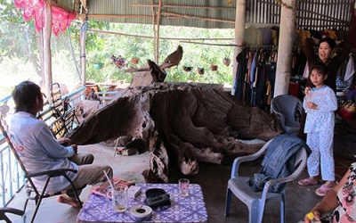 Gốc cây 'trị bá bệnh' có thực như lời đồn?