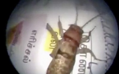 Kinh ngạc con dế dài gần 8cm trong lỗ tai