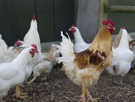Nga: Cúm gia cầm H5N1 tái xuất sau 2 năm