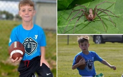 Bị nhện độc cắn, một cậu bé tử vong