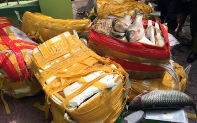 Phát hiện số lượng lớn thủy sản nhập lậu