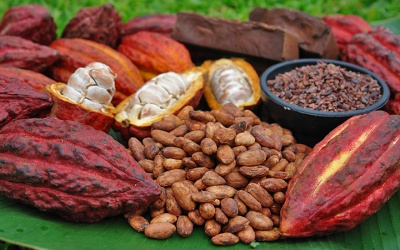 Flavanols trong cacao giúp cải thiện trí nhớ