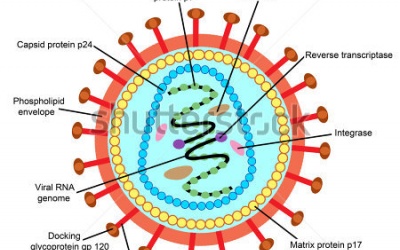 Cơ chế di truyền mới giúp chữa khỏi HIV