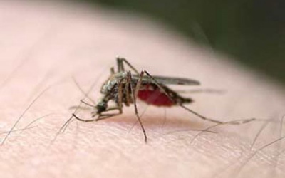 TP.HCM Sốt xuất huyết đang ở đỉnh dịch