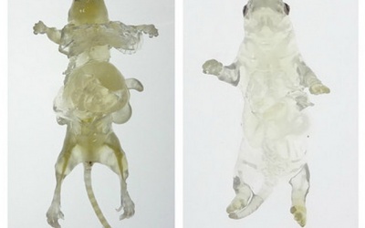 Làm cơ thể trong suốt để chữa bệnh