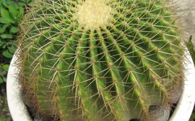 Trĩ khi mang thai – Tác hại khôn lường