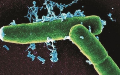 Cảnh báo bệnh than tái xuất tại Hà Giang