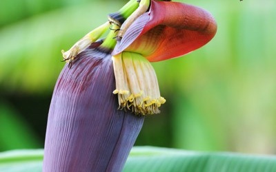 Công dụng bất ngờ của hoa chuối