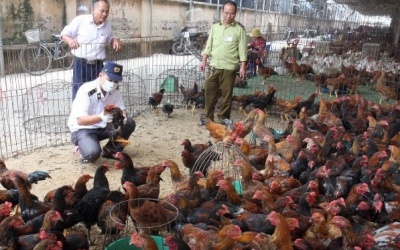 Việt Nam chưa ghi nhận virus cúm gia cầm A/H5N8