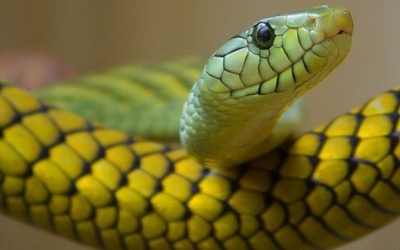 Sơ cứu thế nào khi bị rắn cắn?