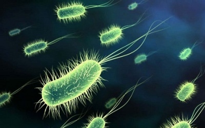 Vi khuẩn từ bồn cầu... tới miệng người