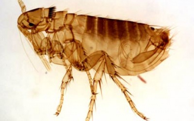 Chủ động phòng, chống bệnh dịch hạch