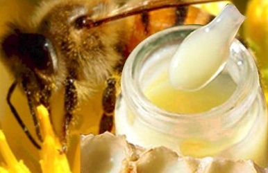 Sữa ong chúa tươi có dễ dùng?