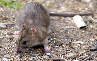 Chuột - 'Sát thủ ' gây nhiều bệnh truyền nhiễm
