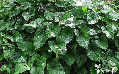 Thiên niên kiện - Dược liệu quý chữa phong thấp