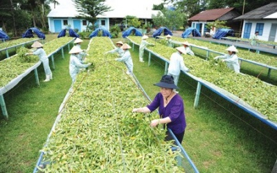 Dược liệu đạt chuẩn: Cộng điểm và làm giàu!