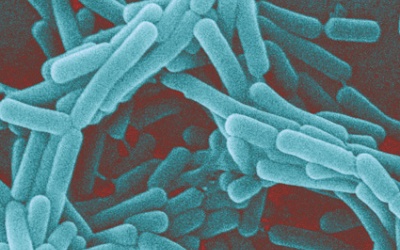 Chủng vi khuẩn có lợi cho sức khỏe con người