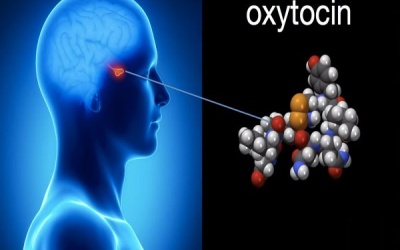 Khám phá thú vị về hormone tình yêu Oxytocin
