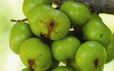 Bài thuốc chữa sỏi mật hiệu quả từ trái sung