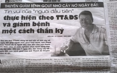 Cây “nở ngày đất” chữa bệnh gout, ung thư?