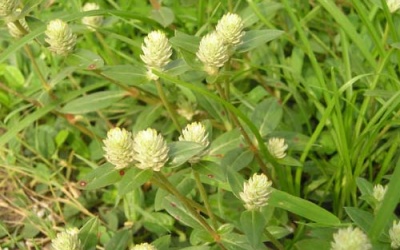 Cây nở ngày đất: Thảo dược quý dễ tìm