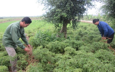 Phát triển ngành TPCN từ nguồn dược liệu