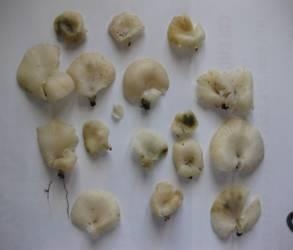 Ngộ độc do ăn nấm rừng