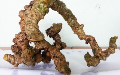 Sâm Ngọc Linh – Dược liệu quý trước bờ tuyệt chủng