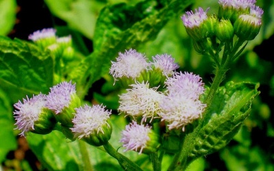 Hoa ngũ sắc – Vị thuốc hay chữa viêm xoang