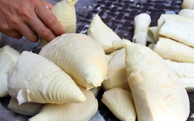 Cẩn thận ăn phải măng có độc