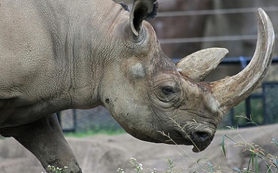 Thực hư tác dụng của sừng tê giác