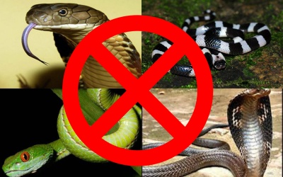 Gặp 'khắc tinh' của các loài rắn độc đất Hà Tĩnh